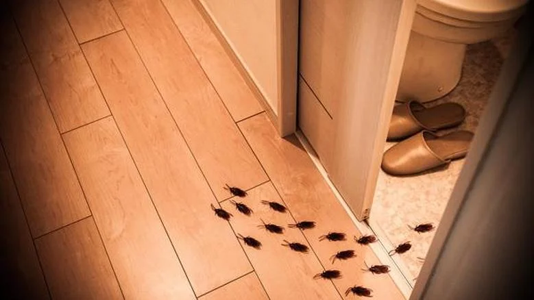 شركات مبيدات الحشرات الكويت