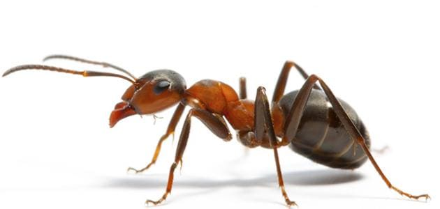 النمل وكيفية التخلص منه نهائيا