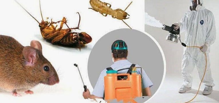 شركة مكافحة حشرات الدوحة