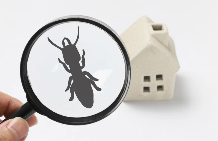 شركة مكافحة الحشرات دسمان