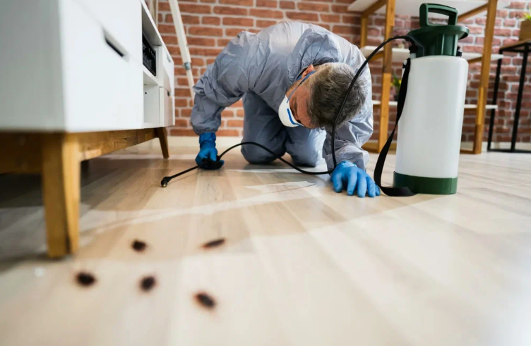 شركة مكافحة حشرات بالمنصورية