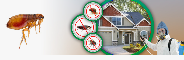 شركات مكافحة حشرات بالجهراء