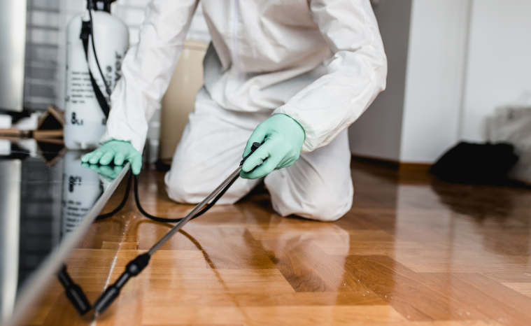 شركات مكافحة الحشرات الجهراء