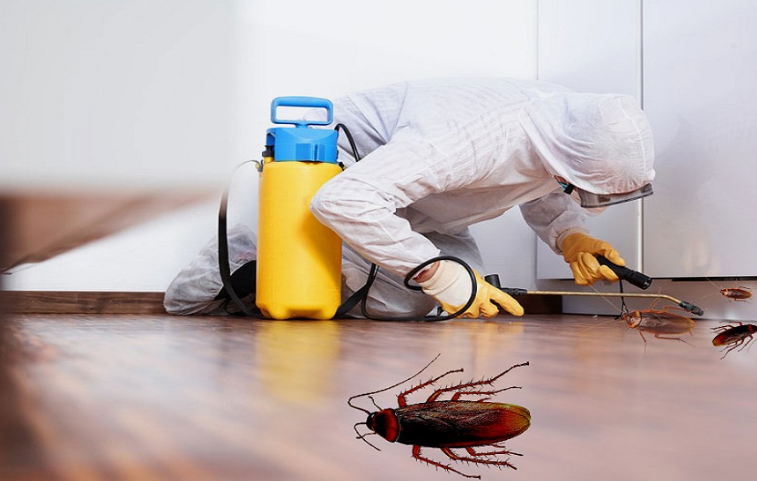 شركات مكافحة الحشرات في الجهراء