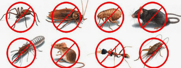 شركة مكافحة الحشرات العقيلة