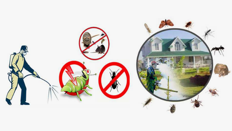 شركة مكافحة الحشرات بالجهراء