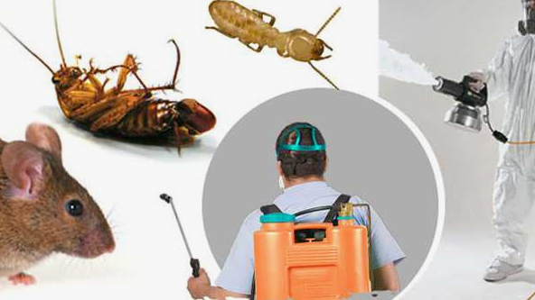 شركة مكافحة الحشرات بالعقيلة