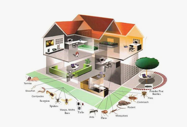 شركات مكافحة الحشرات بالفروانية