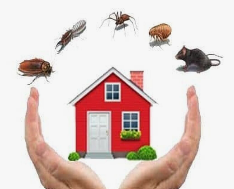 شركة مكافحة الحشرات بالفروانية
