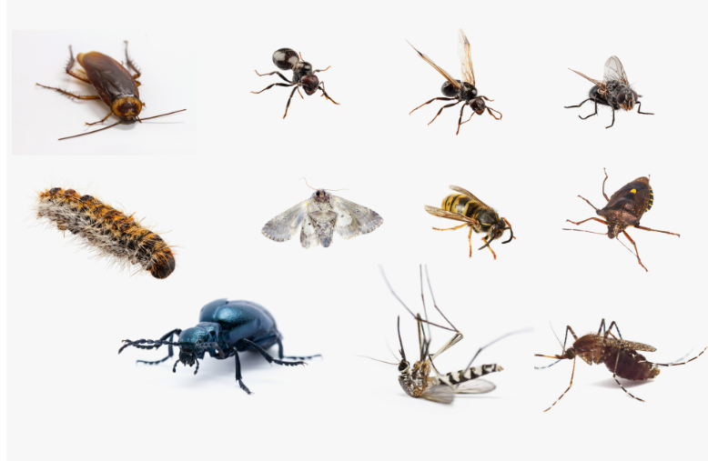 شركة مكافحة الحشرات في الفروانية